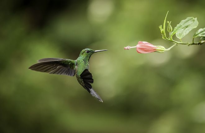 cuanto-vive-un-colibri.jpg